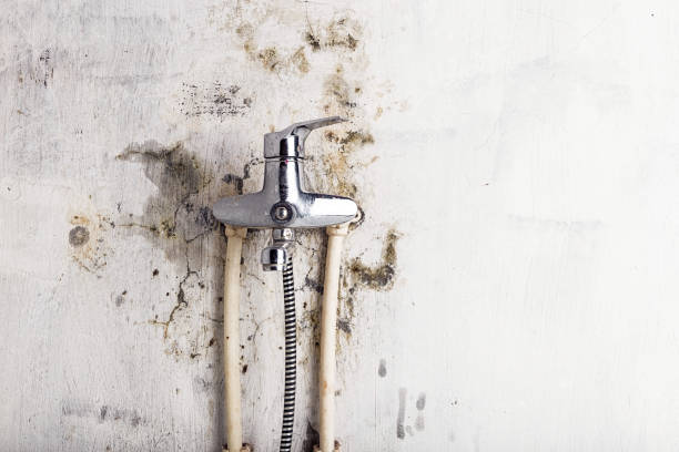 Best Mold Testing and Removal  in Gateway, AK
