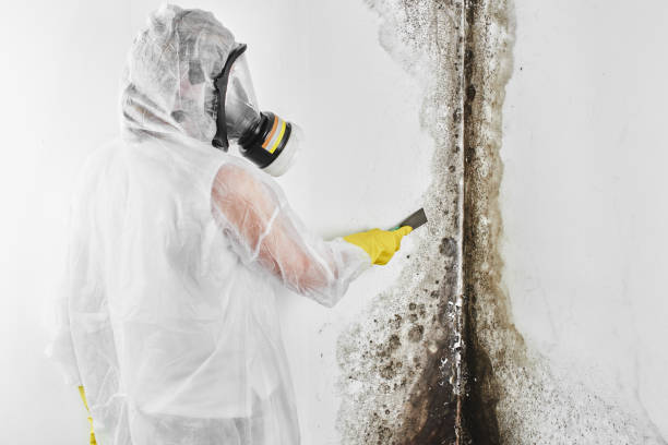 Best Mold Testing  in Gateway, AK