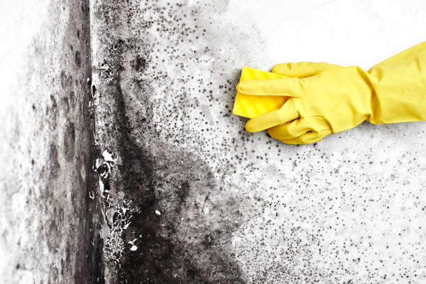Best Mold Damage Repair  in Gateway, AK