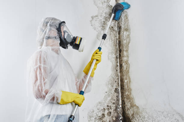 Office Mold Removal Services in Gateway, AK