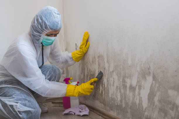 Best Affordable Mold Removal  in Gateway, AK