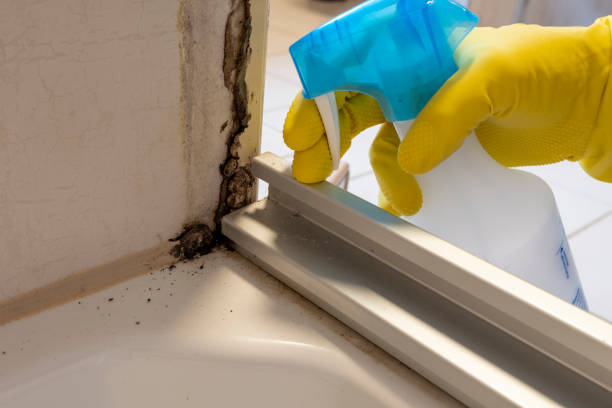 Office Mold Removal Services in Gateway, AK