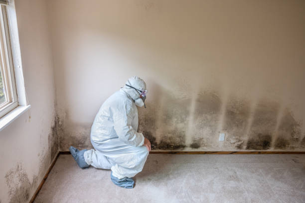 Best Mold Removal Company Near Me  in Gateway, AK