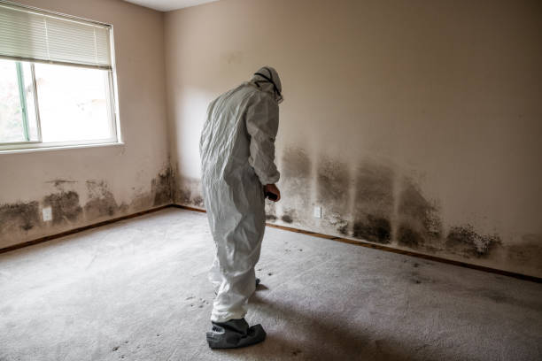 Best Residential Mold Removal  in Gateway, AK