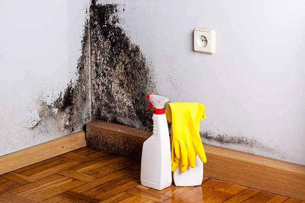 Best Attic Mold Removal  in Gateway, AK