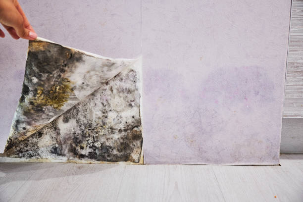 Best Toxic Mold Removal  in Gateway, AK